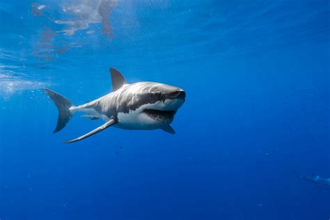 happy great white shark  george  probst
