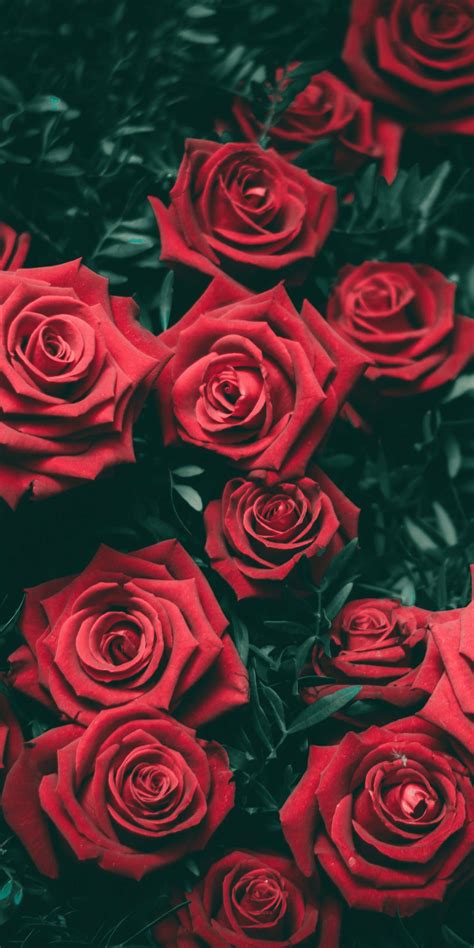 aesthetic wallpaper rose images