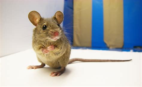 unravelling diversity  wild house mouse mirage news