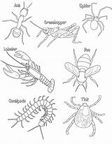 Coloring Insect Arthropods Worksheets Arthropod Colouring Sheets Insects Pages Color Phylum Body Parts Kids Science Printable Bugs Grade Skeleton Thorax sketch template