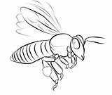 Bee Coloring Pages Template Printable Bees Kids Outline Templates Book Drawing Colouring Color Simple Print Board Shape Clipart Bestcoloringpagesforkids Insect sketch template
