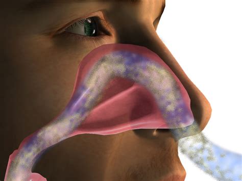 On The Mucus Flow Rate In The Human Nose