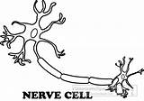 Nerve Cell Clipart Outline Anatomy Search Clip Graphics Results sketch template