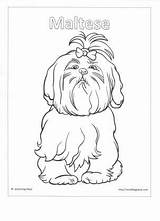 Maltese Shih Tzu Coloring Pages Puppy Drawing Template Getdrawings Kids Templates sketch template