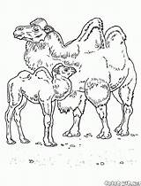 Deserto Cammelli Colorkid Animali sketch template