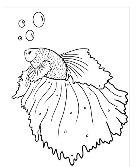 creative  betta fish coloring pages gbcoloring