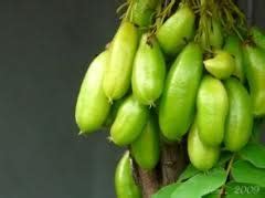 nisyasays  buah asli indonesia  khasiatnya