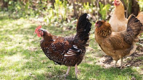 Kstp Host Elizabeth Ries Gives Tips On Raising Backyard Chickens Mpls