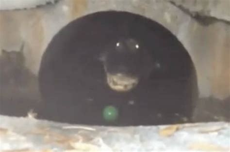 giant hissing alligator   sewer  florida home daily star