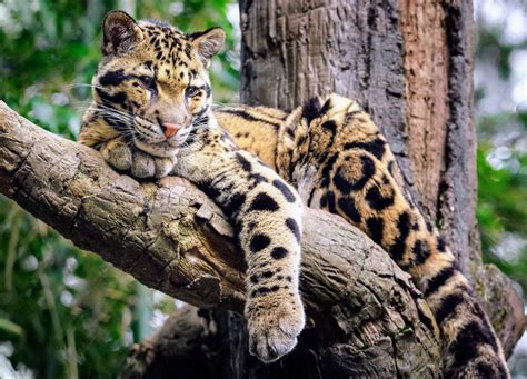 International Clouded Leopard Day The Fight To Protect An Elusive