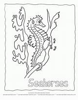 Coloring Pages Seahorse Seahorses Ocean Print Popular Coloringhome sketch template