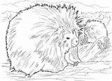 Coloring Porcupine Porcupines Two Pages Printable Categories Coloringbay Results sketch template