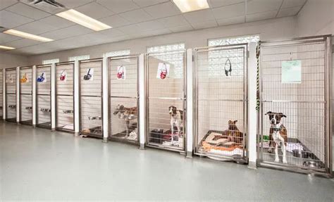 indoor dog kennel ideas  paws
