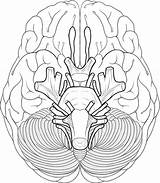 Cranial Nerves Coloring Brain Sheet Anatomy Nerve Diagram System Human Pages Worksheet Drawing Blank Sheep Face Educational Works Biologycorner Number sketch template