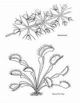 Carnivorous Plants Colouring Table Light Followers sketch template