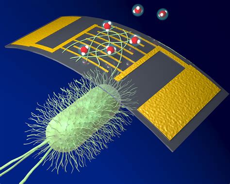 bioelectronic chemical sensor  protein nanowires  superior sensitivity