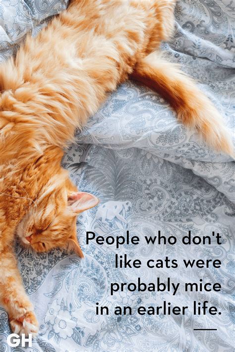 25 Quotes Only Cat Owners Will Understand Kittens Funny