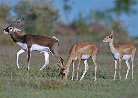 antelope wikipedia