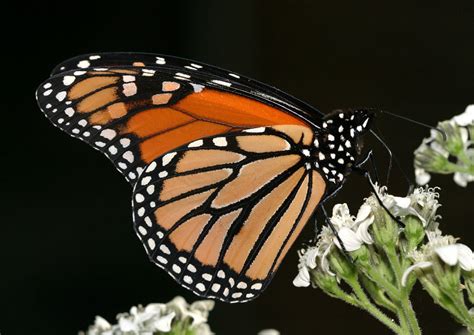 monarch male male monarch  nectar  frostweed ve flickr