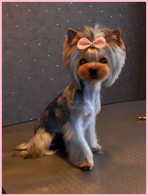 dog grooming  styles images  pinterest dog grooming styles pets