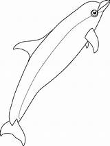Bottlenose Dolphin Designlooter sketch template