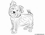 Yorkie Coloring Pages Dog Printable Adults Kids Template sketch template