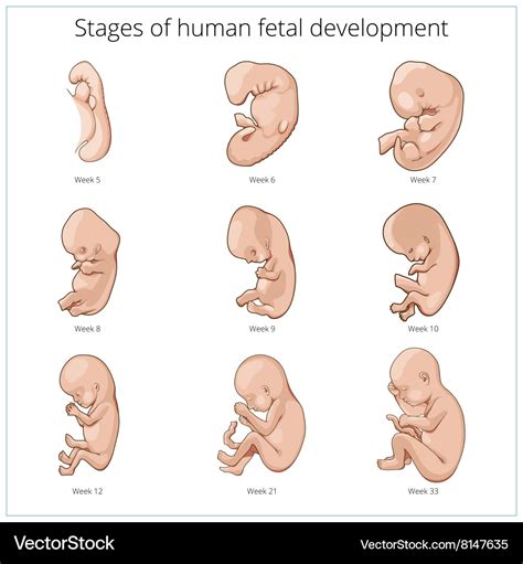 stages  human fetal development schematic vector image