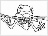 Frogs Rane Justcolor Stampare Rana sketch template
