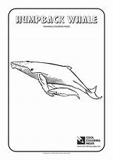 Coloring Humpback Whale Pages Cool Print sketch template