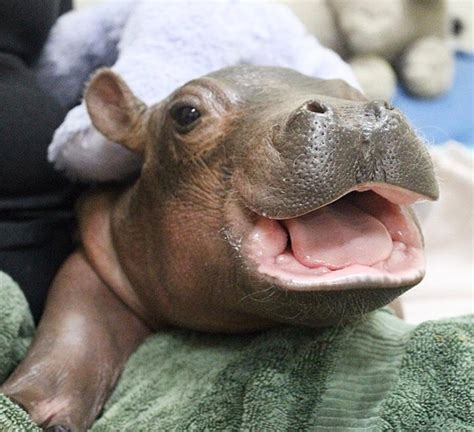 fiona the hippo is six months a timeline of her biggest milestones and