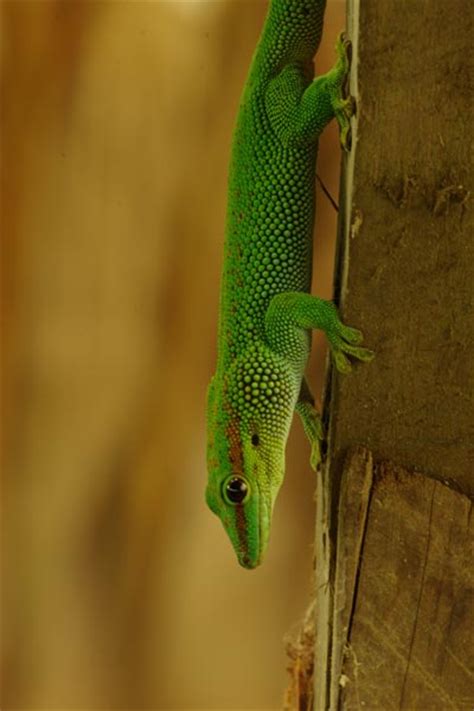 geckos feet  stick