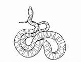 Realistic Snake Drawing Coloring Pages Getdrawings Cobra sketch template