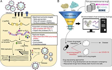Hiv Life Cycle And Drug Targets