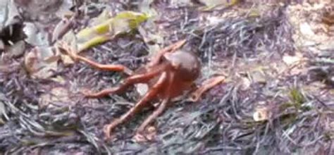 wow gurita ini merangkak keluar dari air dan berjalan jalan di daratan republika online