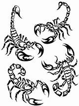 Scorpion Scorpions Scorpio Clipartbest Animaux sketch template