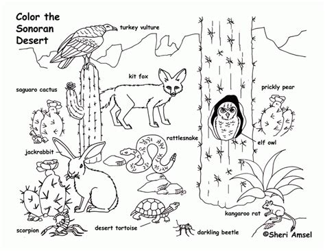 desert animals coloring pages coloring home