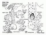 Biome Ecosystem Sonoran Desierto Exploringnature Coloringhome sketch template