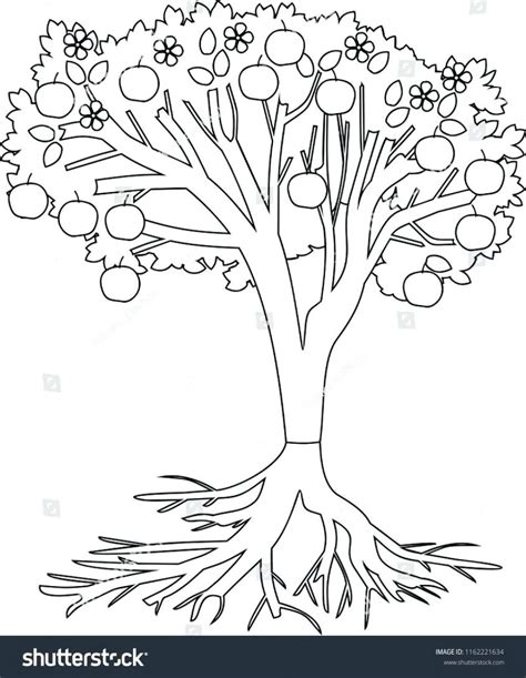 tree clipart  roots coloring   cliparts  images