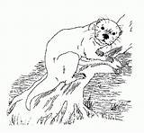 Otter Wydra Kolorowanki Dzieci Coloringbay Wydruku sketch template