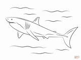 Squalo Malvorlage Haifisch Haie Weißer Kleurplaten Supercoloring Haai Ausmalbild Tekening Sharks Printen sketch template