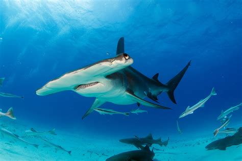 Great Hammerhead Photographs