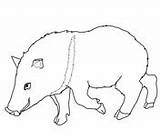 Coloring Peccary Javelina Printable Pages Color Supercoloring Collared Version Click Online sketch template