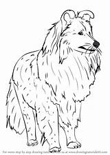 Shetland Sheepdog sketch template