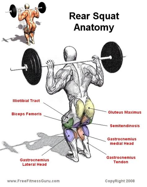 anatomy of squatting view from the rear fitness body muscle diagram