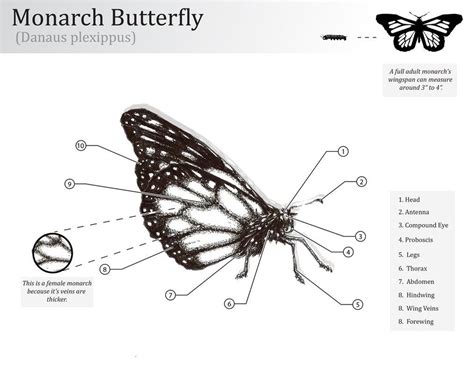 Monarch Butterfly Profile Butterfly Wings Monarch