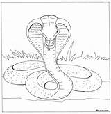 Cobra Coloring Pages Printable King Snake Kids Animals Drawings sketch template