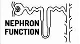 Nephron Easy Function Made sketch template