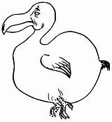 Dodo Openclipart Cliparts Wpclipart Plutos Webstockreview sketch template