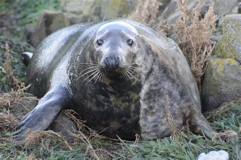 seals regulate  fat stores  female scientist