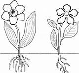 Coloring Roots Flower Monocot Stem Dicot Clipart Monocots Dicots Plant Drawing Worksheets Plants Flowers Pages Worksheet Cliparts Outline Drawings Clip sketch template